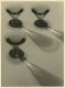 Alexis Delcroix, Study with glaces