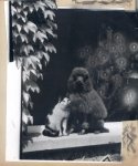 DIM, Chien et chat