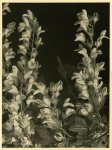 Alexis Delcroix, Solarization study #3