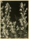 Alexis Delcroix, Solarization study #3