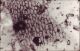 Anonymous, Microphoto #4