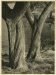 Alexis Delcroix, Tree study #2