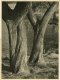 Alexis Delcroix, Tree study #2