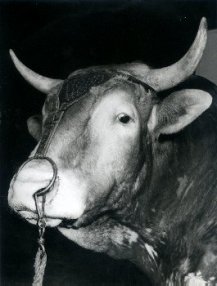 Sartony, Cow #2