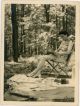 Unknown photographer, Lady reading in the wood