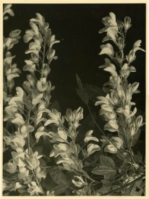 Alexis Delcroix, Solarization study #3