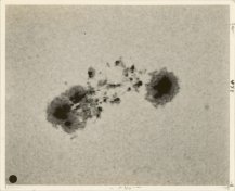 Mount Wilson Observatory, Great Sun-spot Group