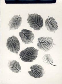 A. Hameryckx, Botanical Photogram #2