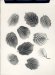 A. Hameryckx, Botanical Photogram #2