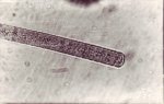 Anonymous, Microphoto #3