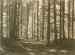 Cools (Attr.), Philippe, Sous bois