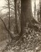 Theo Decoster, Tree