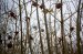 Verf., L'AUTOMNE/AUTUMN/HERBST/OTO�O #3