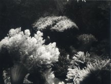 Victor Borlandelli, Coraux en Caledonie