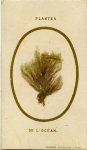 Stenfort, Prparateur  Brest, Plantes de lOcean (Carte de Visi