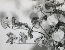 Victor Guidalevitch, Flowers