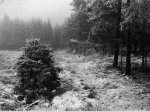 A. Polus (Attr.), Winter Landscape