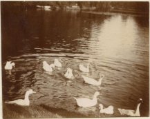 Leon Keusters, Swanns