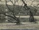 M. Wacrenier, Border with trees