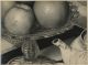 Unknown photographer, Still life Unknown photographer, Still life