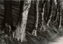 Alexis Delcroix, Tree study #3