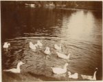 Leon Keusters, Swanns