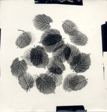 A. Hameryckx, Botanical Photogram #1