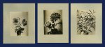 Unknown photographer, Flower still life (3 mounted photos)