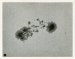 Mount Wilson Observatory, Great sun-spot group