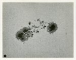 Mount Wilson Observatory, Great sun-spot group
