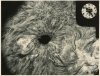 CSIRO Solar Observatory, Small sunspot showing extensive distarb