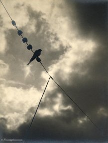 C. Egger (?), Bird on a wire