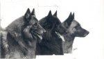 DIM, Chiens