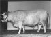 Sartony, Cow #3