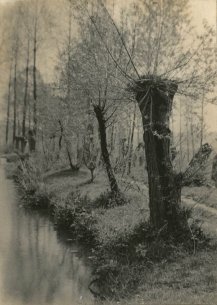 Marcel Vanderkindere, Pollard Willow Trees
