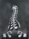 Allen A. Dutton, #6 �Bestriding two Pecdelts�