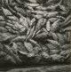 Unknown photographer, Death fishes