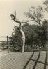 Interwar gymnastics