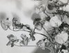 Victor Guidalevitch, Flowers Victor Guidalevitch, Flowers