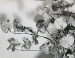 Victor Guidalevitch, Flowers
