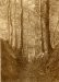 Unknown photographer, Impressionist landscape #3