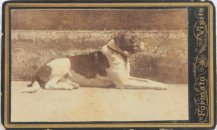 Unknown photographer, Dog Formato Visita