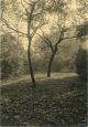 Marcel Vanderkindere, Tree study Marcel Vanderkindere, Tree study