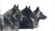 DIM, Chiens