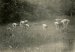Unknown photographer, Nudist Camp Linkebeek # 20