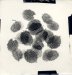A. Hameryckx, Botanical Photogram #1