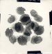 A. Hameryckx, Botanical Photogram #1