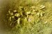 Verf., Weed #8