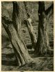 Alexis Delcroix, Tree study #1 Alexis Delcroix, Tree study #1