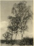 Victor Guidalevitch, Birches